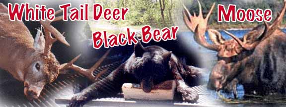 Taxis River Outfitters - Guided Black Bear, Moose and Deer Hunts in New Brunswick Canada