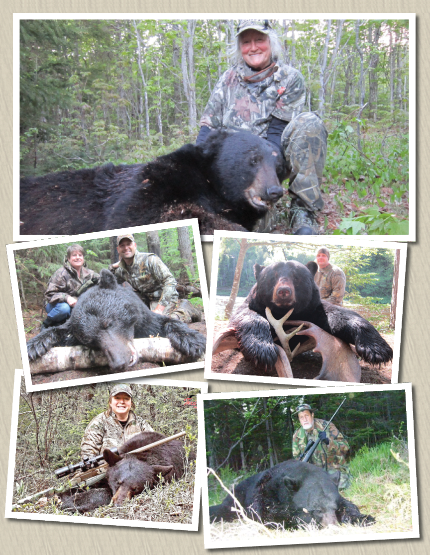 Spring Bear hunts - harvested at Taxis River Outfitters - Moose or Black Bear guided hunts and Salmon Fishing on the Miramichi