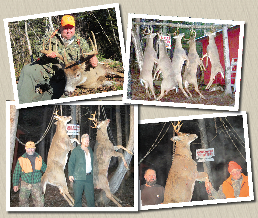 Deer - harvested at Taxis River Outfitters - Great Canadian Whitetail, Moose or Black Bear guided hunts and Salmon Fishing on the Miramichi