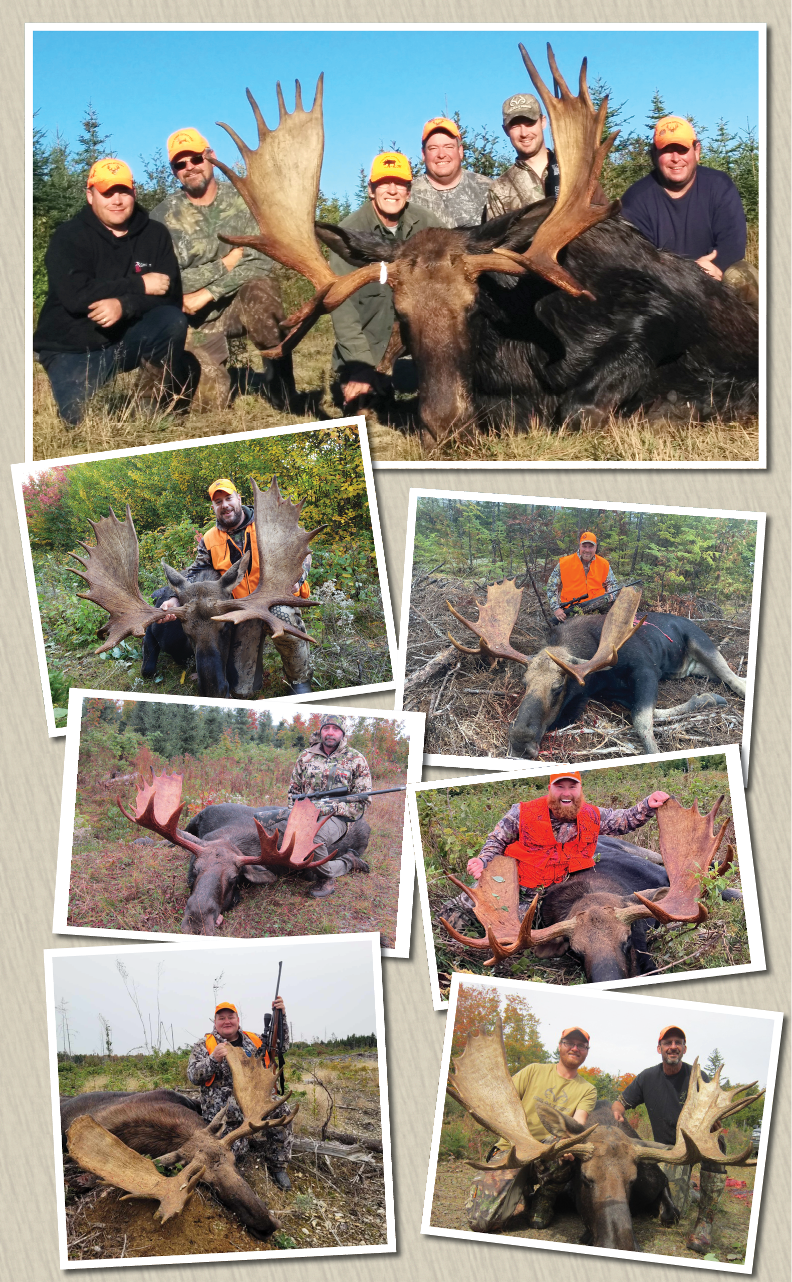 moose Picture