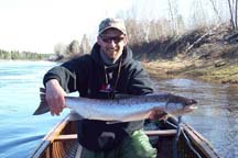 Scotts salmon