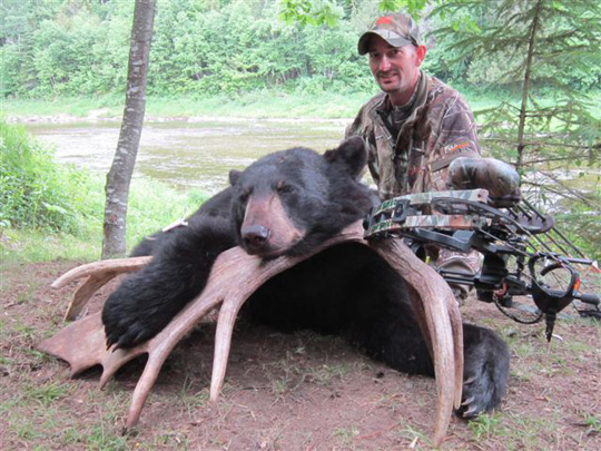 Bear