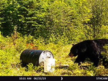 Black Bear Taxis River