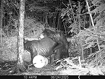 Black Bear Taxis River