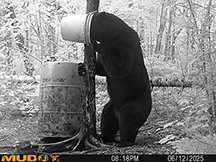 Black Bear Taxis River