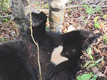 Black Bear Taxis River
