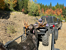 Bull Moose