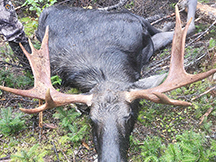 moose