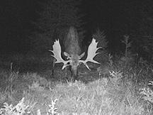 moose